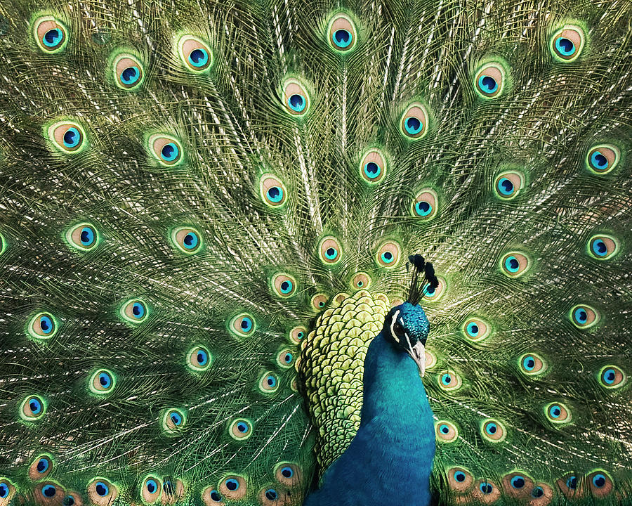 Peacock With Open Tail Feathers Photograph by Jody Trappe Photography