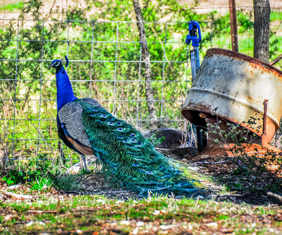 Peacock Photograph - Peacocks by Peggy Franz
