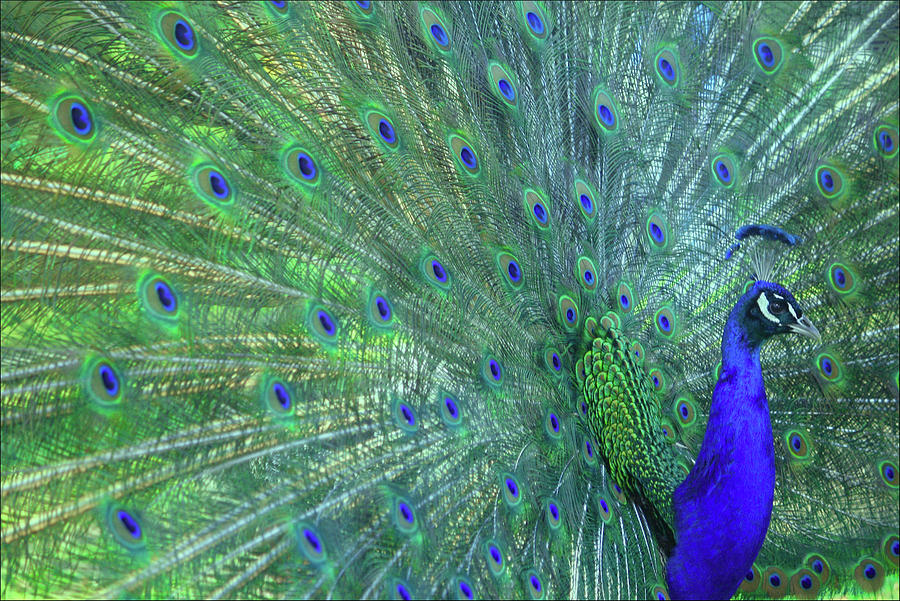 Peacocks Profile Photograph by Milamai