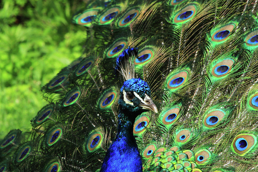 Peafowl Beauty Photograph by Karol Livote