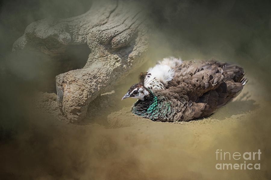 Peacock Photograph - Peafowl Dust Bathing by Eva Lechner