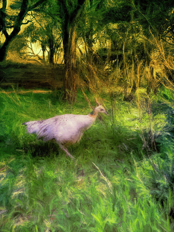 Peahen in a Forest Clearing by Jason Fink Peahen in a Forest Clearing by Jason Fink