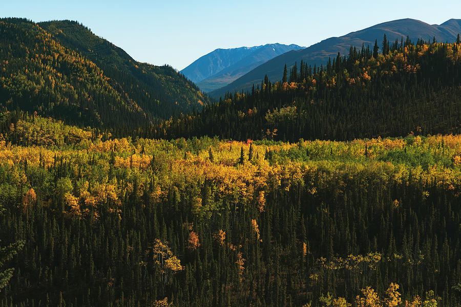 Peak Foliage And Mountains In Denali National Park In Alaska Photograph by Cavan Images Peak Foliage And Mountains In Denali National Park In Alaska Photograph by Cavan Images