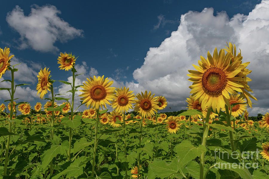Peak Growing Season - Sunflowers Photograph by Dale Powell