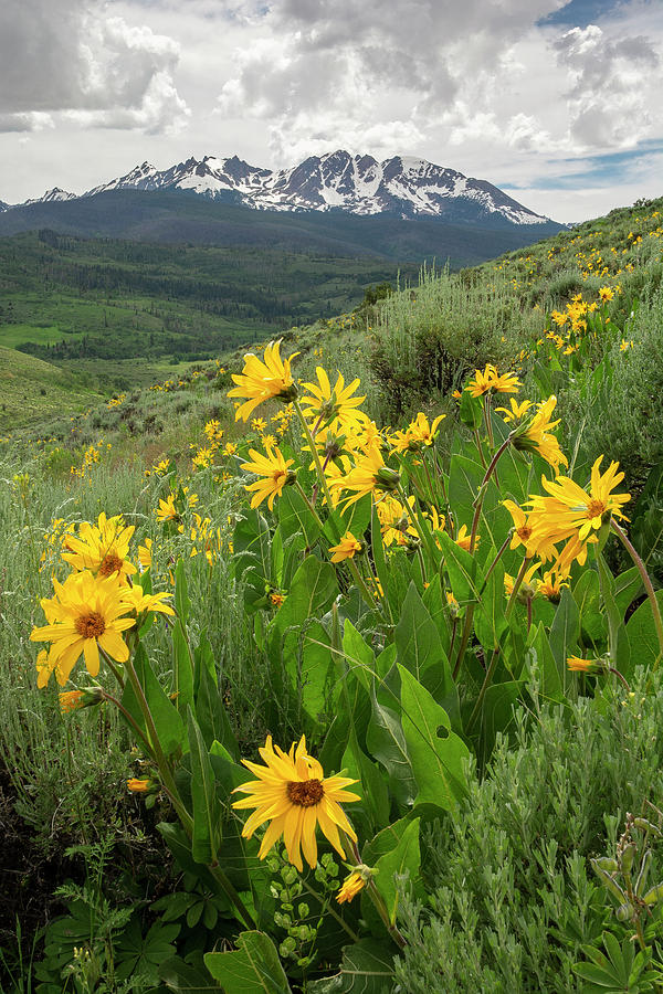 Peak N Wildflowers Photograph by Aaron Spong