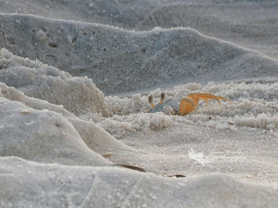 Peeking Crab Photograph by Denise Winship