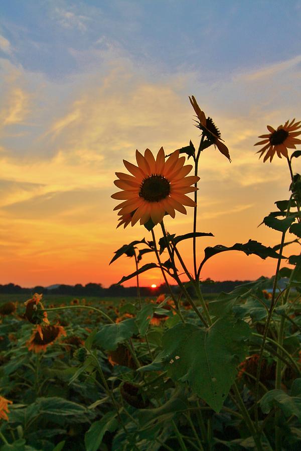 Peaking Sun and Sunflower Photograph by Catie Canetti