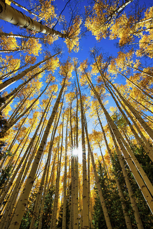 Peaking Through the Aspens in the Fall Photograph by Tim Stanley