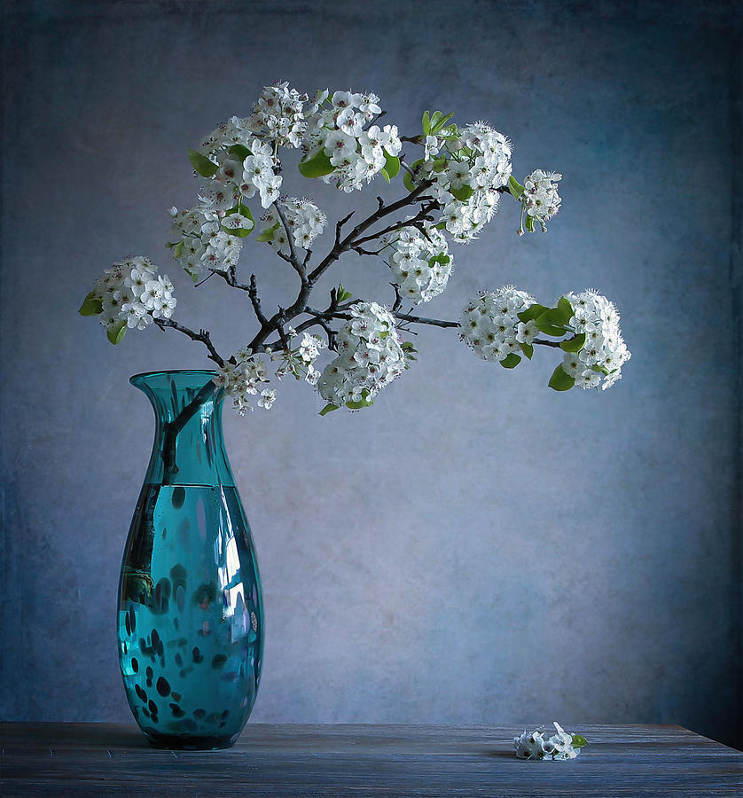 Pear Blossom Photograph by Fangping Zhou