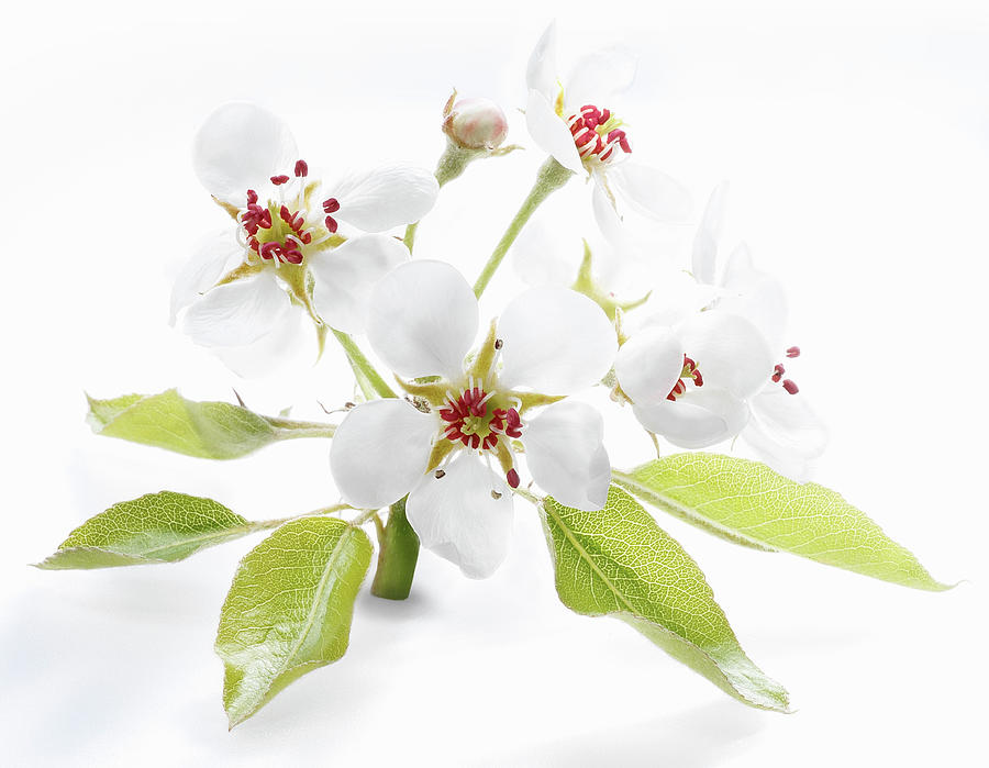 Pear Blossom Photograph by Fruitbank