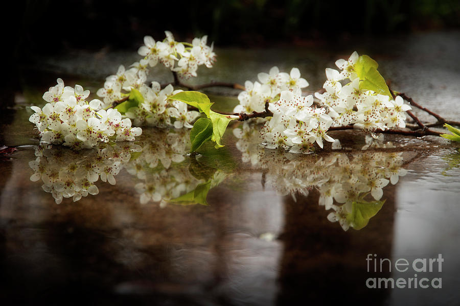 Pear Blossoms In The Rain Photograph by Mike Eingle
