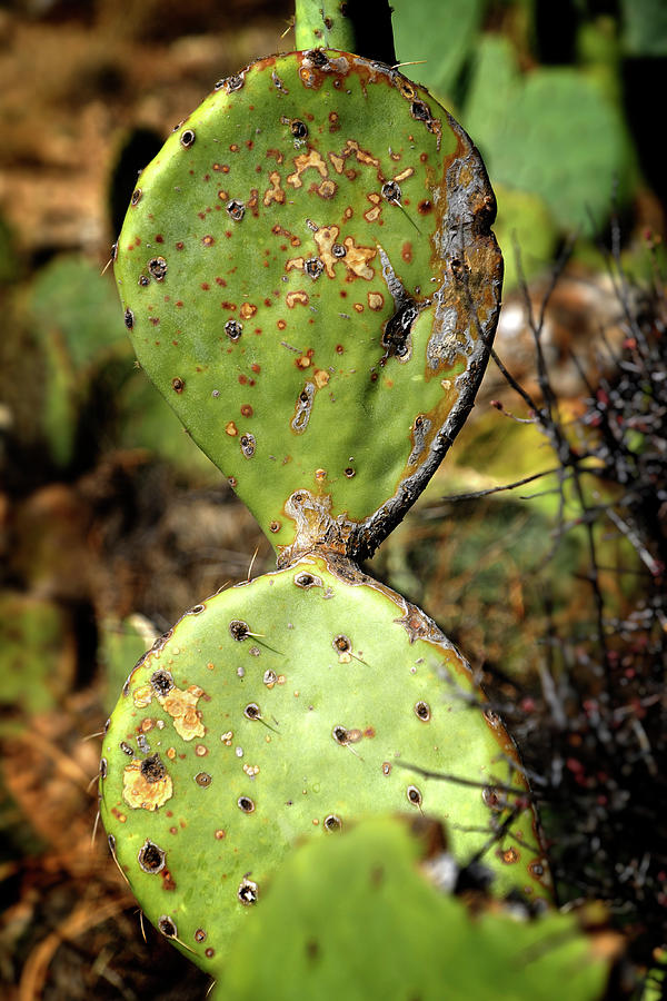 Pear Cactus Photograph by George Taylor