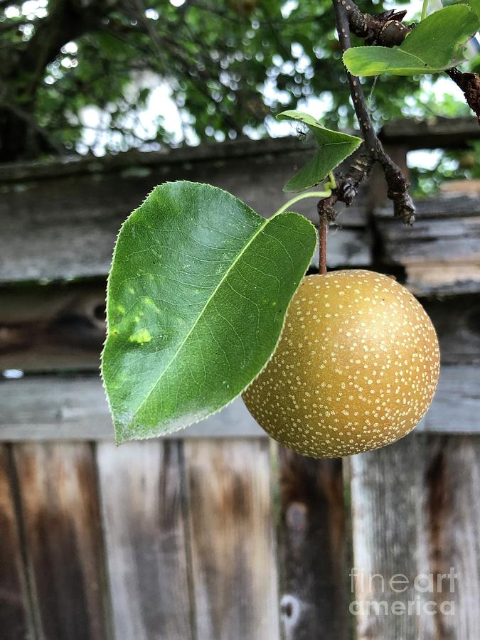 Pear Photograph by Erika Jean Chamberlin