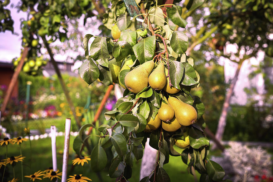 Pear Fruit On The Tree In The Fruit Garden. Photograph