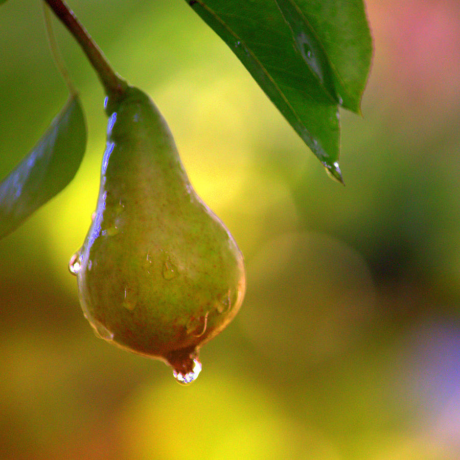 Pear  Photograph by Joan Han