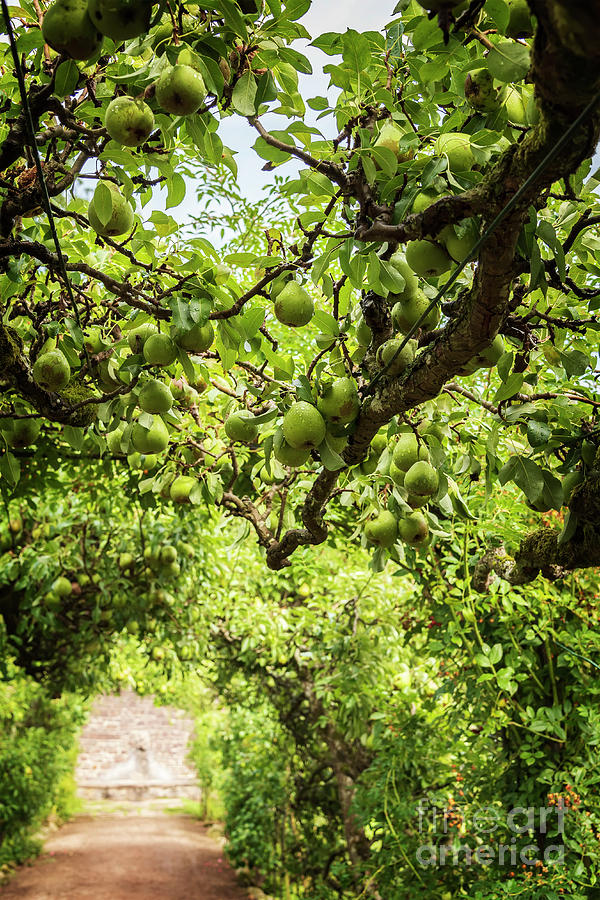 Pear orchard Photograph by Sophie McAulay