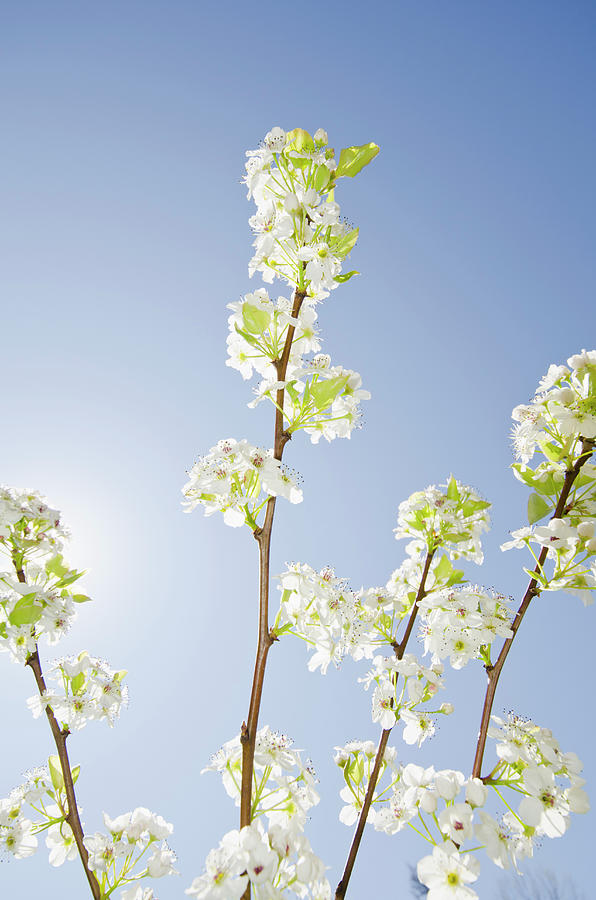Pear Tree In Spring Photograph by Nine Ok