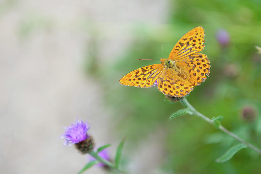 Pearl Bordered Fritillary Butterfly Photograph by Helen Jackson