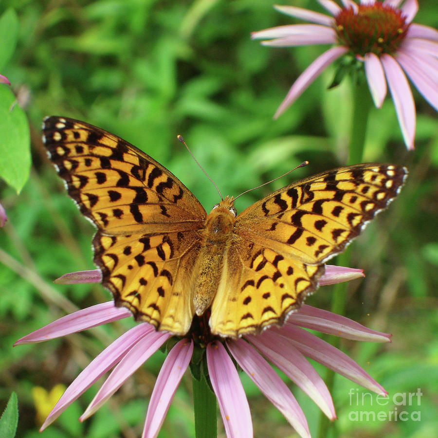 Great Spangled Fritillary and Echinacea 1 Photograph by Amy E Fraser