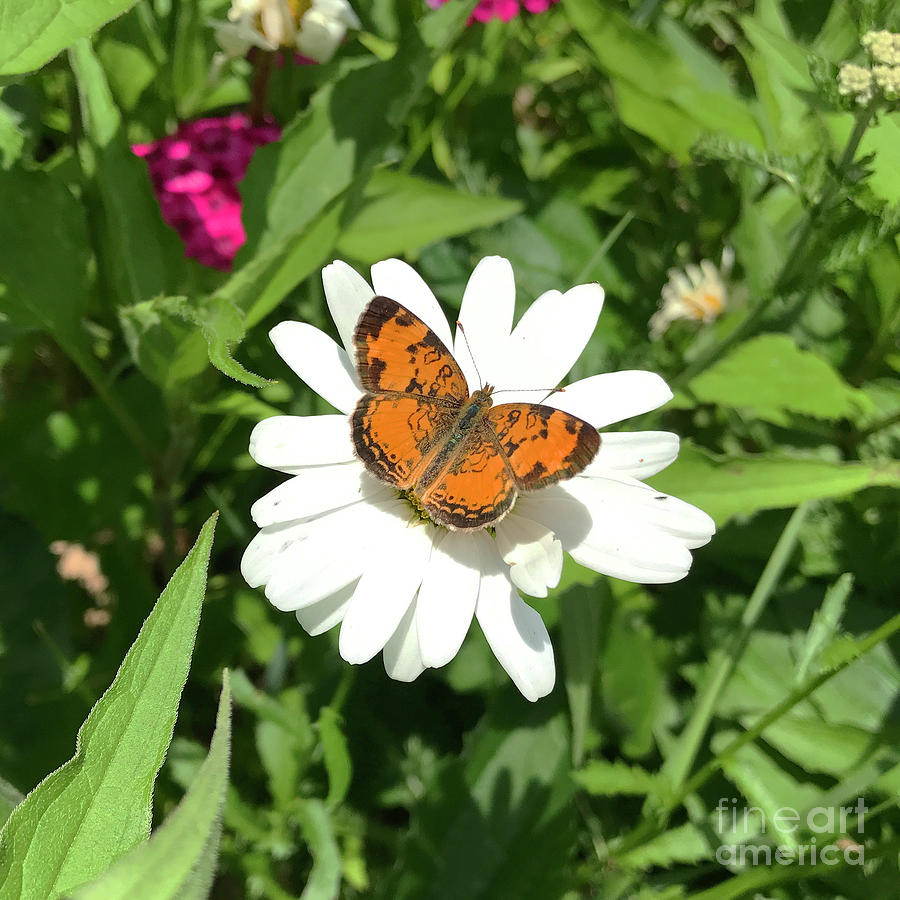Pearl Crescent and Zinnia 1 Photograph by Amy E Fraser