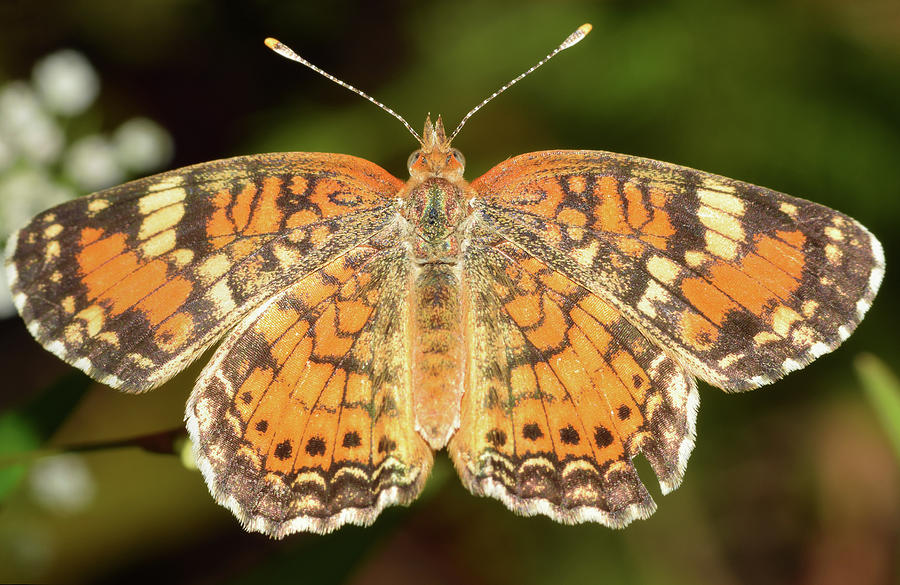 Pearl Crescent Butterfly Photograph by Larah McElroy