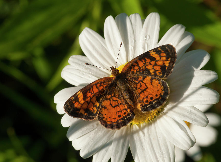 Pearl Crescent  Photograph by Gerald DeBoer