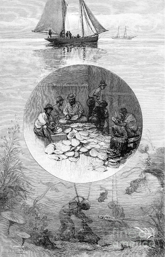Pearl Fishery, Torres Strait Drawing by Print Collector Pixels