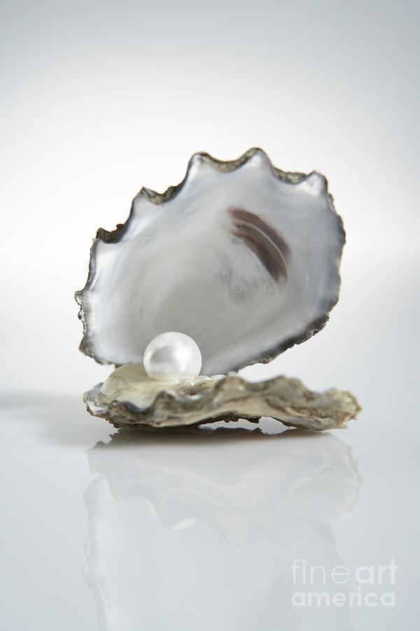 Pearl Inside Oyster Shell Photograph by Thomas Northcut