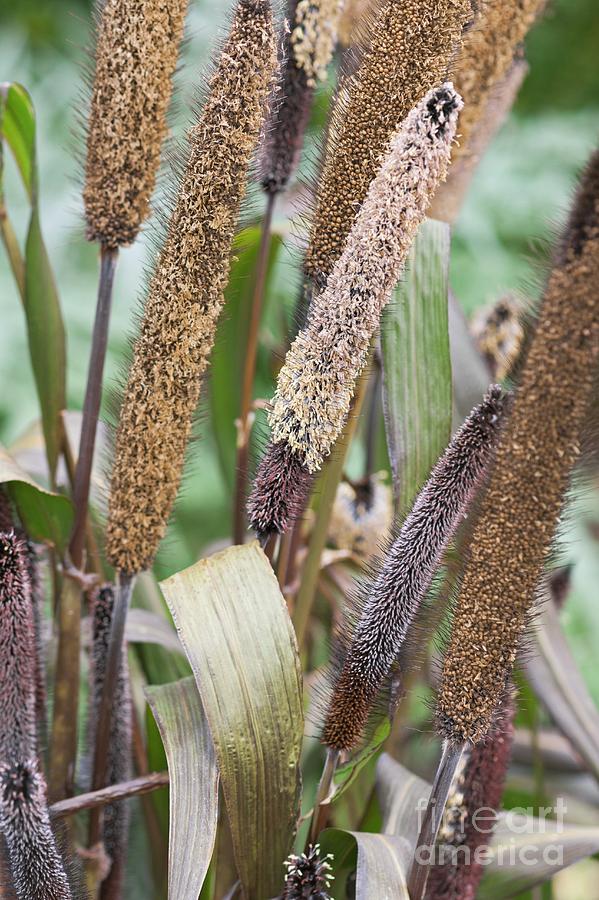 Pearl Millet (pennisetum Glaucum) Grain Heads By Dr. Nick Kurzenko 