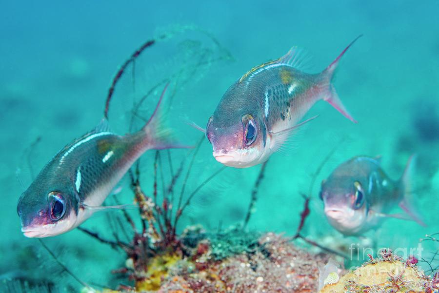 Wildlife Photograph - Pearl-streaked Monocle Bream On Reef by Georgette Douwma/science Photo Library