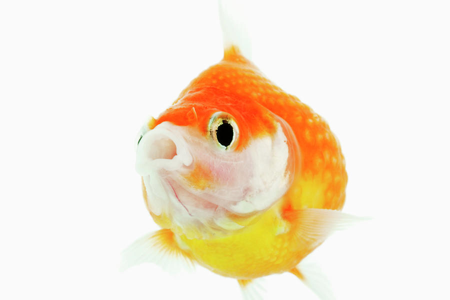 Pearlscale Goldfish Carassius Auratus Photograph by Nhpa