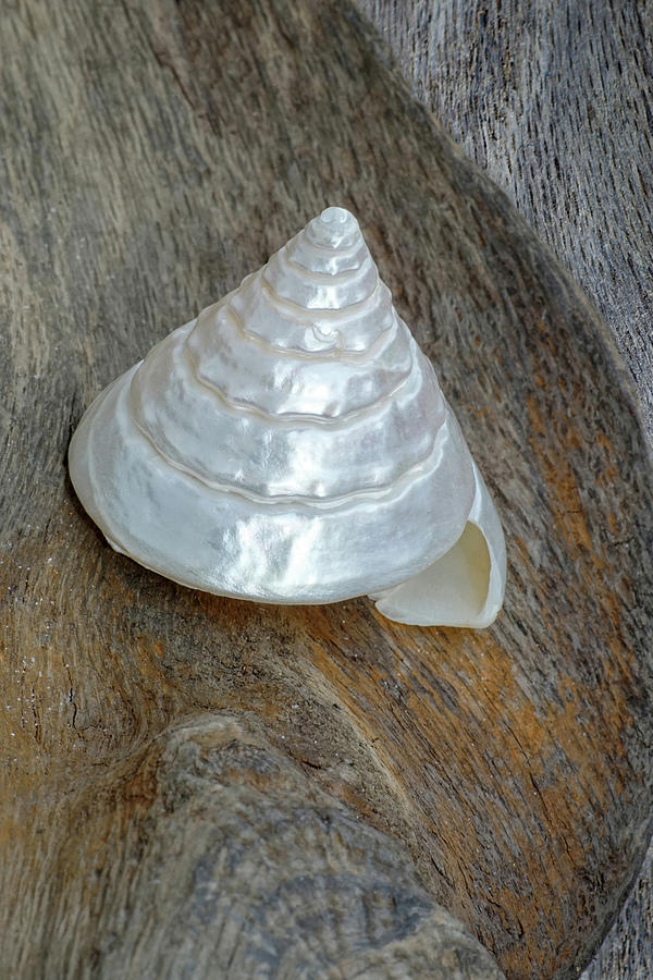 Pearly Cone Seashell II by Kathi Mirto Pearly Cone Seashell II by Kathi Mirto