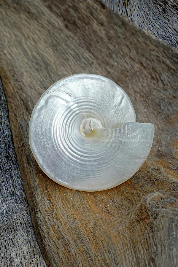 Pearly Cone Seashell 3 Photograph by Kathi Mirto
