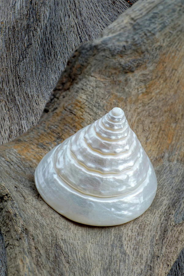 Pearly Cone Seashell by Kathi Mirto Pearly Cone Seashell by Kathi Mirto