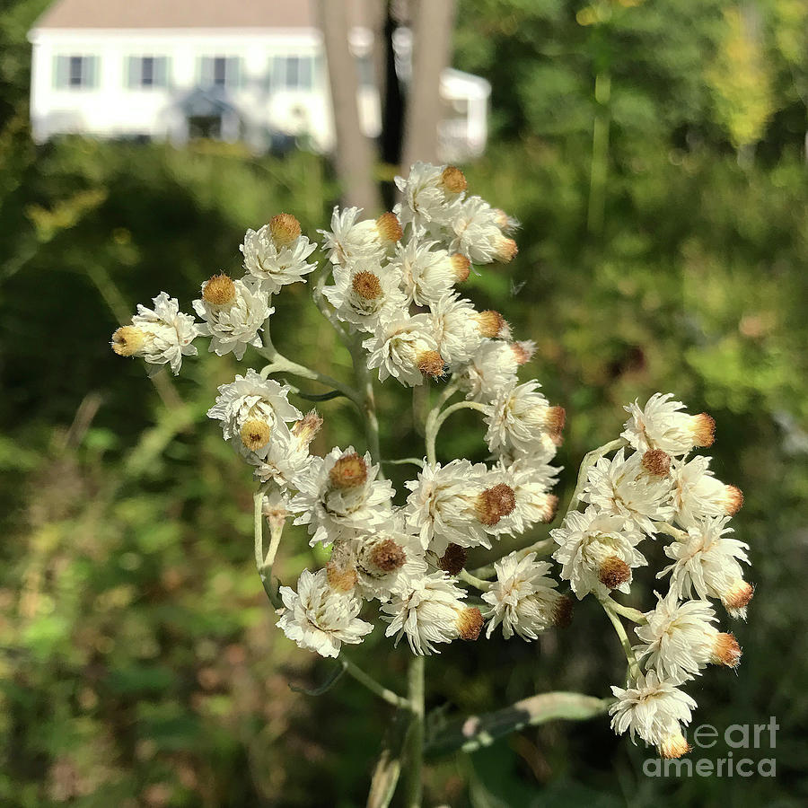 Pearly Everlasting 3 Photograph by Amy E Fraser