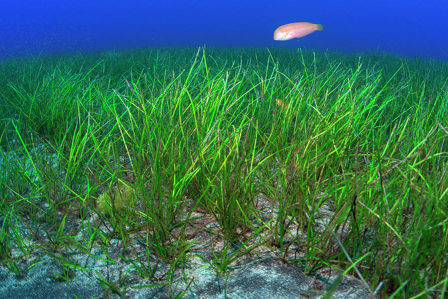 Pearly Razonfish Thunting Over Seagrass Bed Tenerife Photograph By 