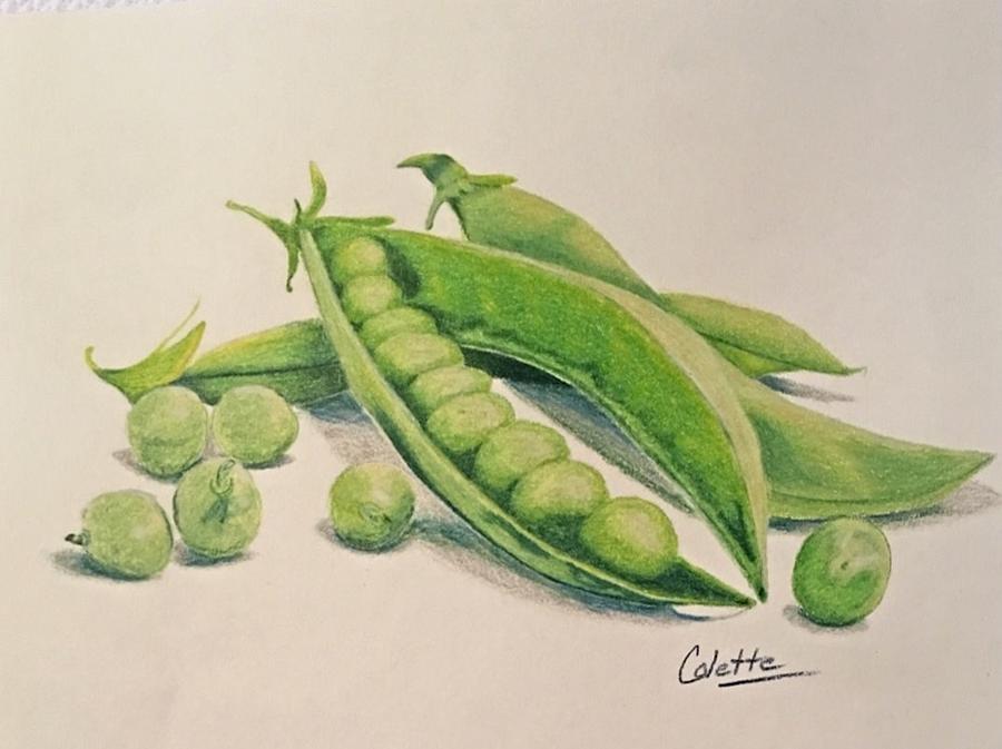 Peas in a pod Drawing by Colette Lee