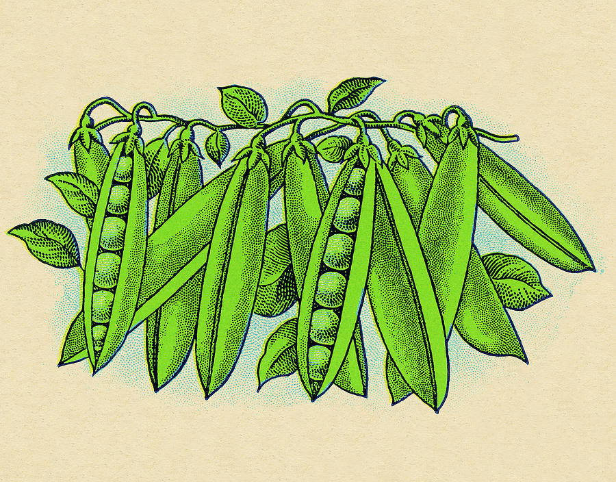 Vintage Drawing - Peas on a Vine by CSA Images