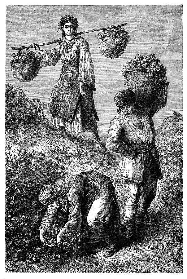 Peasants Gathering Roses In Roumelia Drawing by Print Collector