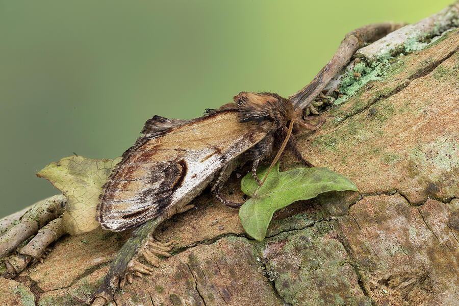 Pebble Prominent Moth Monmouthshire, Wales, Uk, April. Photograph by Chris Mattison / Naturepl.com Pebble Prominent Moth Monmouthshire, Wales, Uk, April. Photograph by Chris Mattison / Naturepl.com