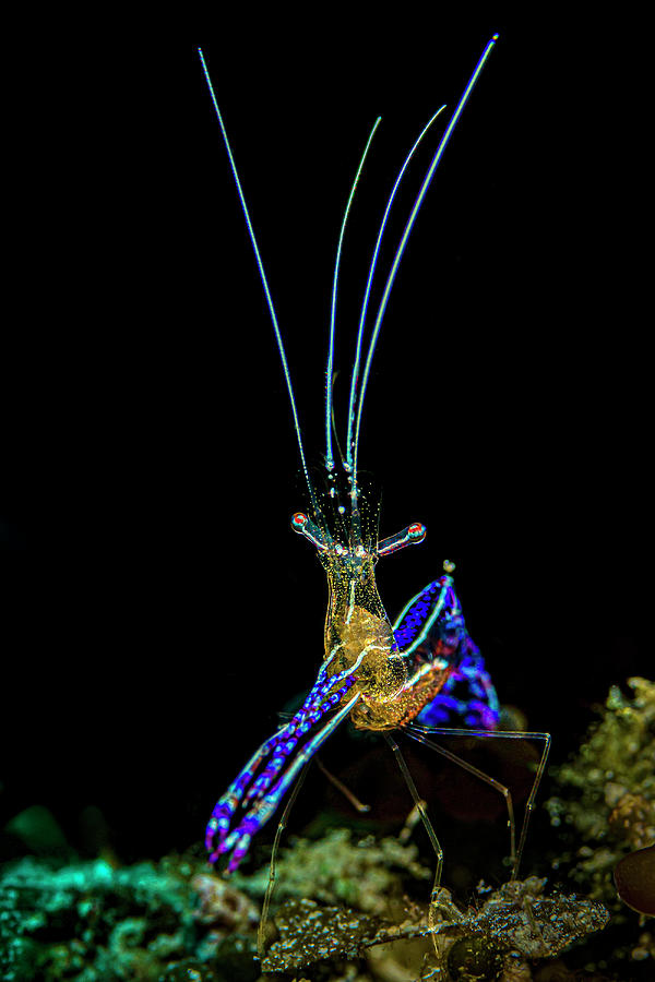 Pederson Cleaner Shrimp Ancylomenes Photograph by Bruce Shafer