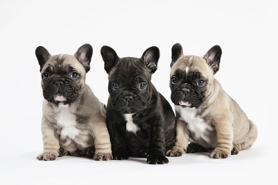 Pedigree French Bulldog Puppies In A Photograph By Andrew Bret Wallis
