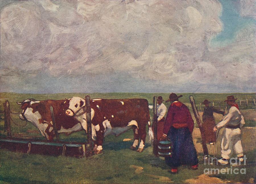 Pedigree Oxen On A A Lemco Estancia Drawing by Print Collector