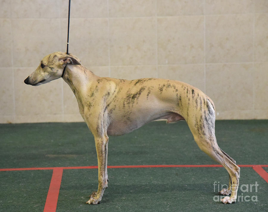Pedigree Whippet dog f1 Photograph by 