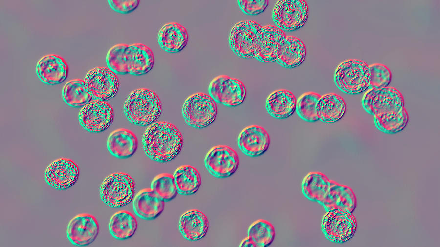 Pediococcus Bacteria, Illustration Photograph by Kateryna Kon