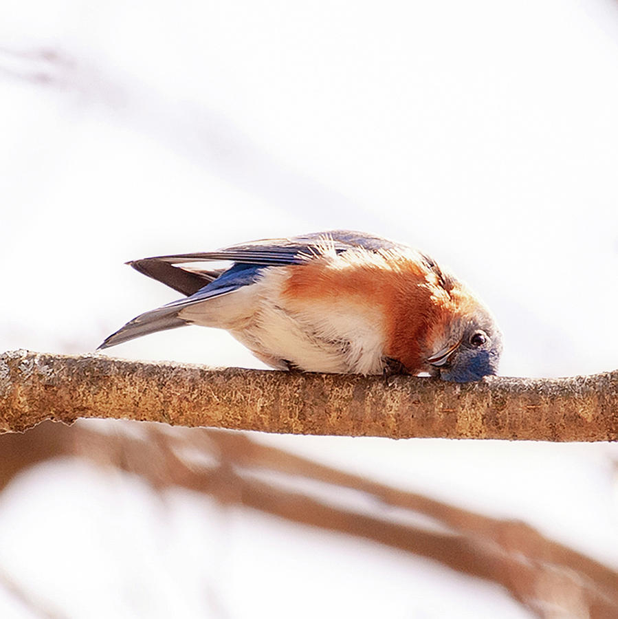 Peek-a-Boo Blue Bird Photograph by Lara Ellis