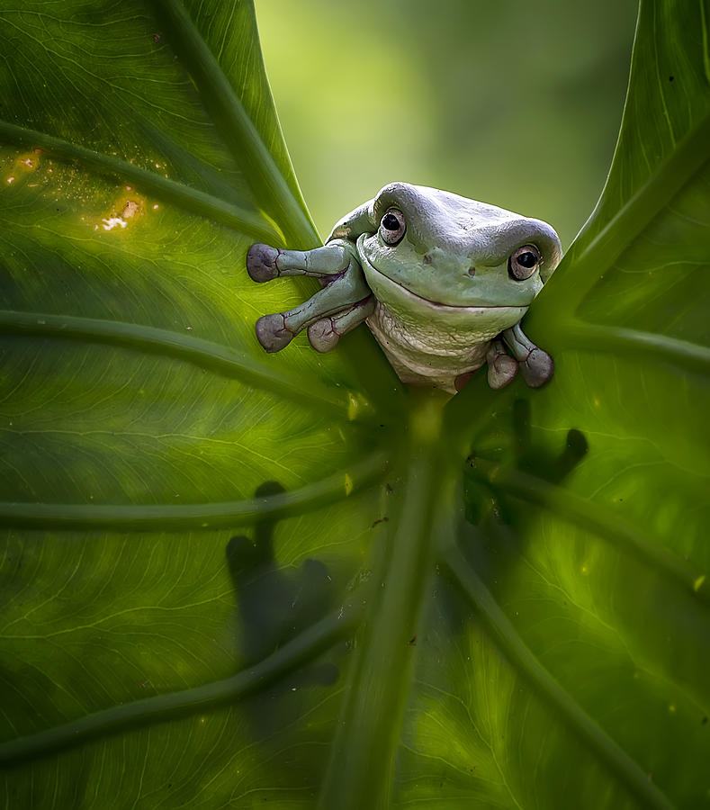 Animal Photograph - Peek A Boo by Fauzan Maududdin