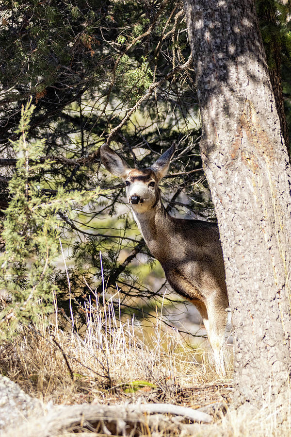 Peek a Boo by Michael Chatt Peek a Boo by Michael Chatt