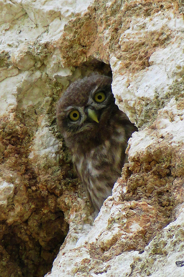 Peek a boo Owl by Darren Weeks Peek a boo Owl by Darren Weeks