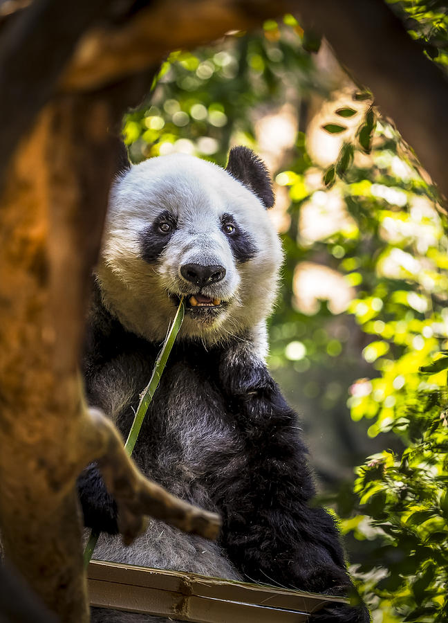 peek a roo panda